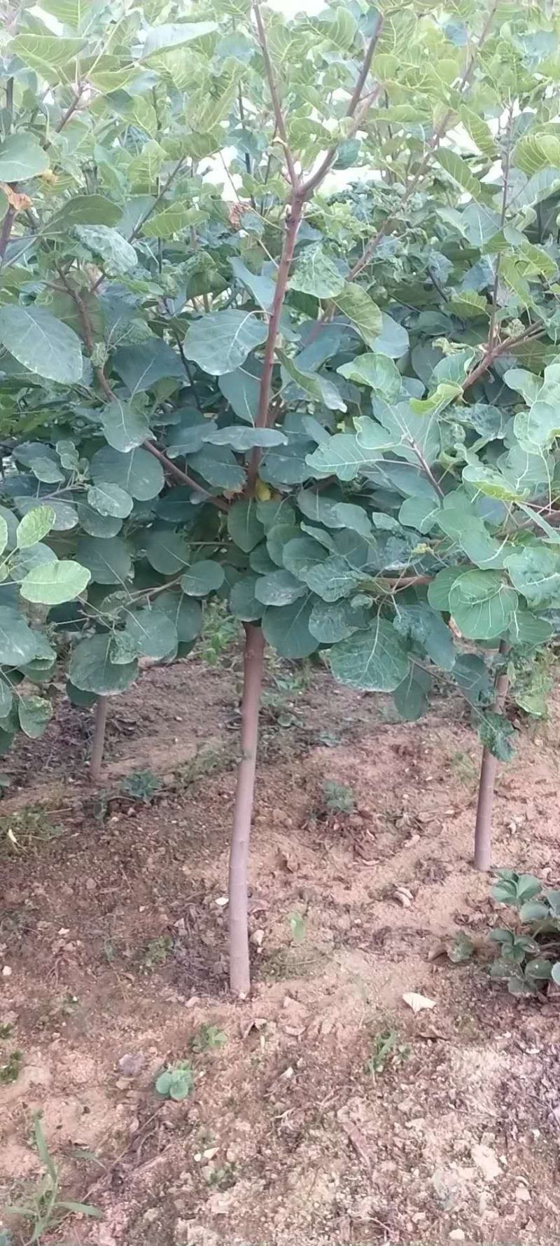 黄栌苗，3公分以上的黄栌树苗，大量出售。
