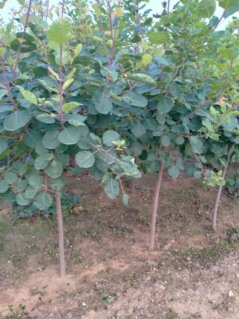 黄栌苗，3公分以上的黄栌树苗，大量出售。