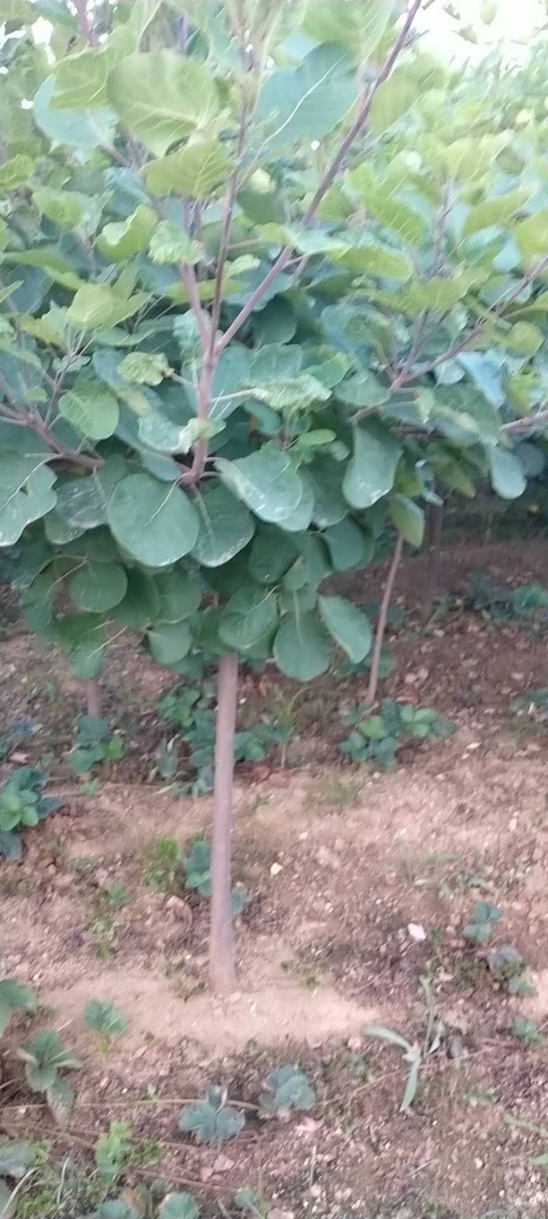 黄栌苗，3公分以上的黄栌树苗，大量出售。