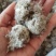 雪莲花干货西藏特产藏雪莲实拍图一公斤起包邮