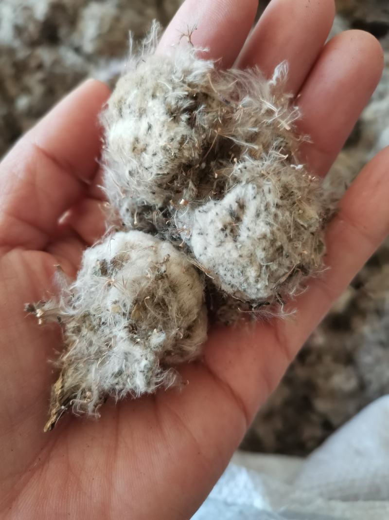 雪莲花干货西藏特产藏雪莲实拍图一公斤起包邮