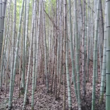 各种规格的毛南竹出售