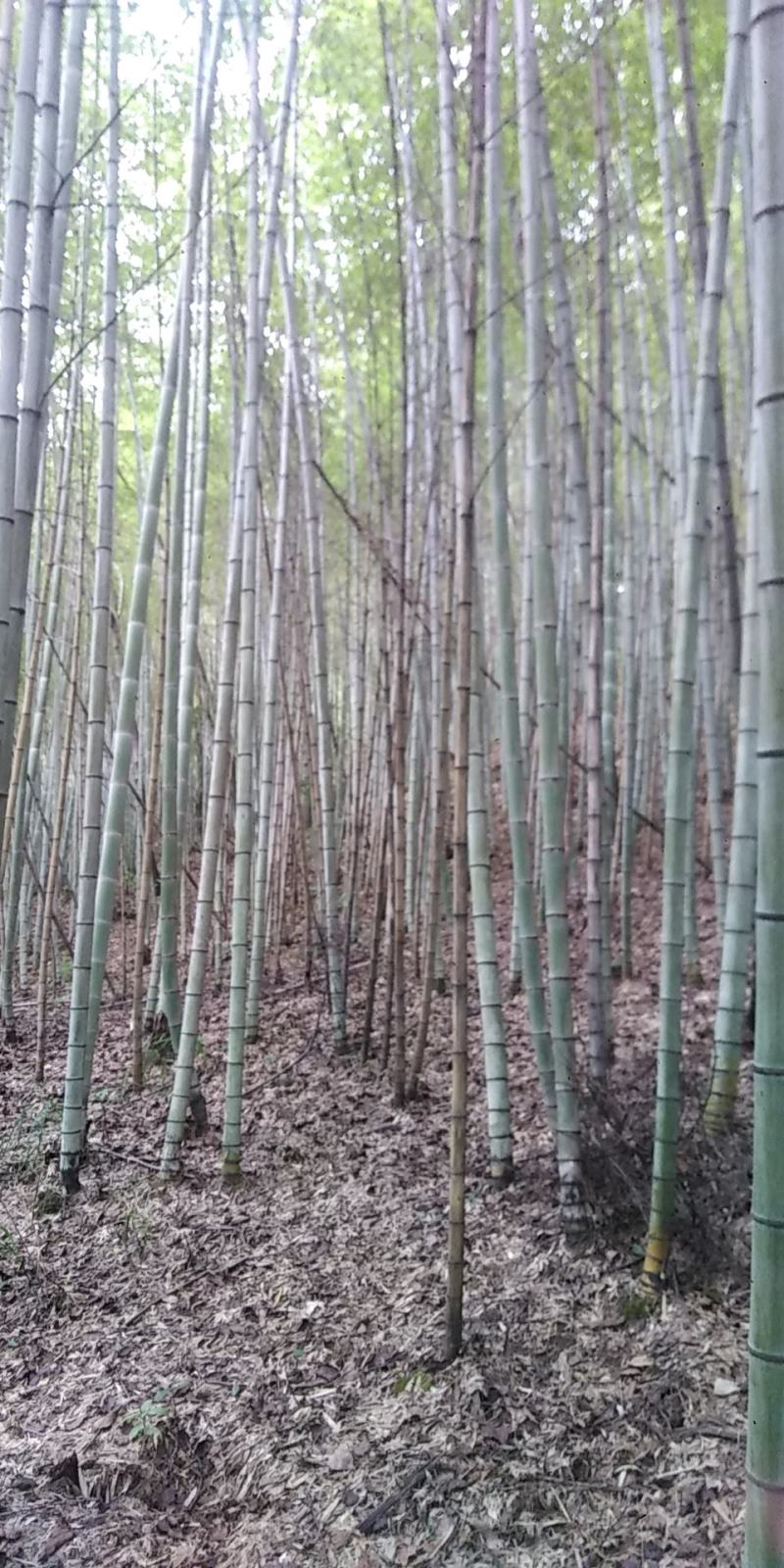 各种规格的毛南竹出售