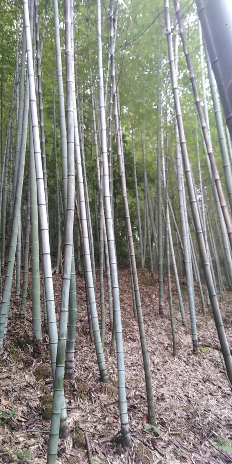 各种规格的毛南竹出售