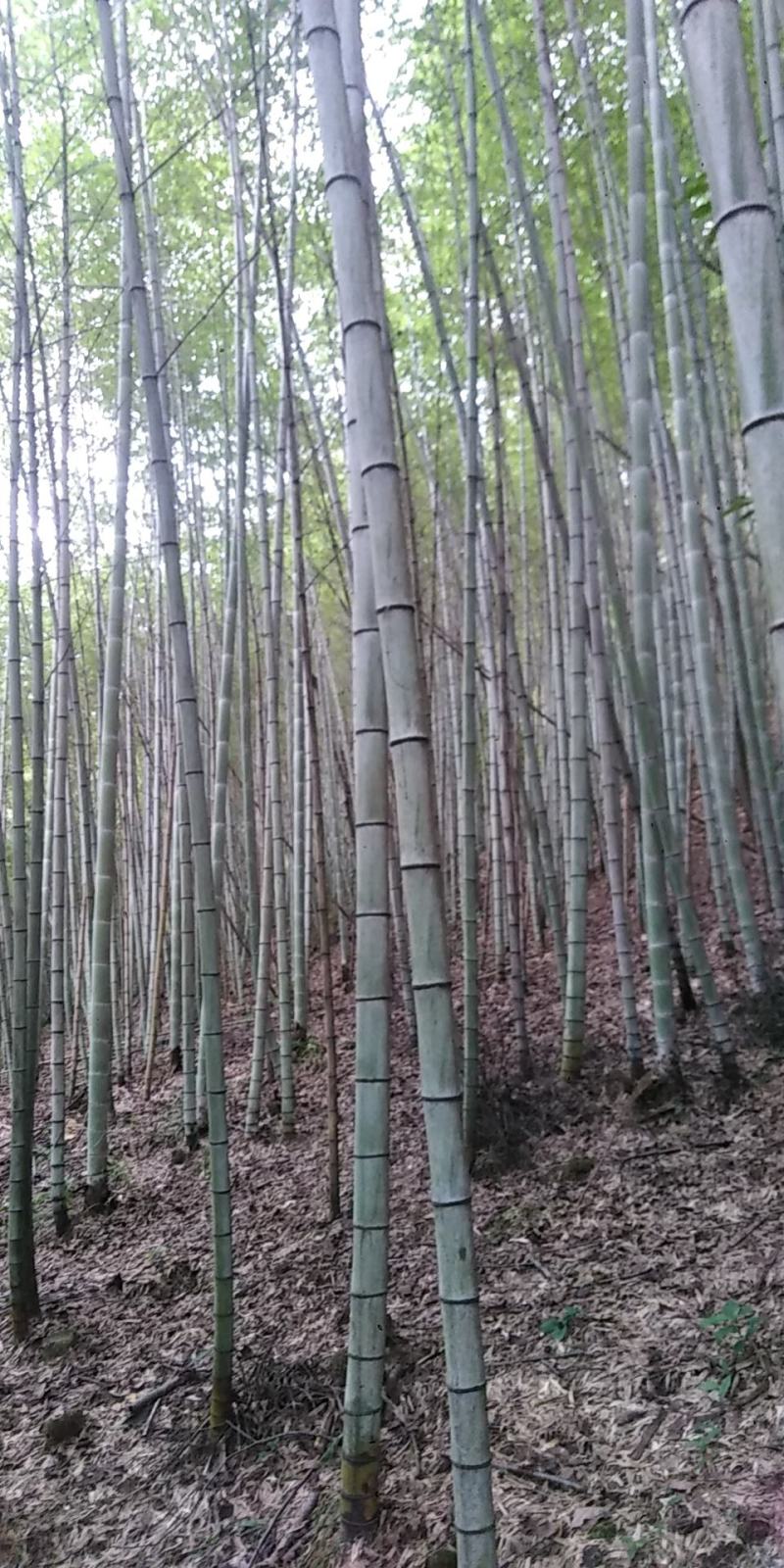 各种规格的毛南竹出售