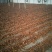 常年供应各种规格的石榴皮、石榴皮粉、石榴籽，量大优惠