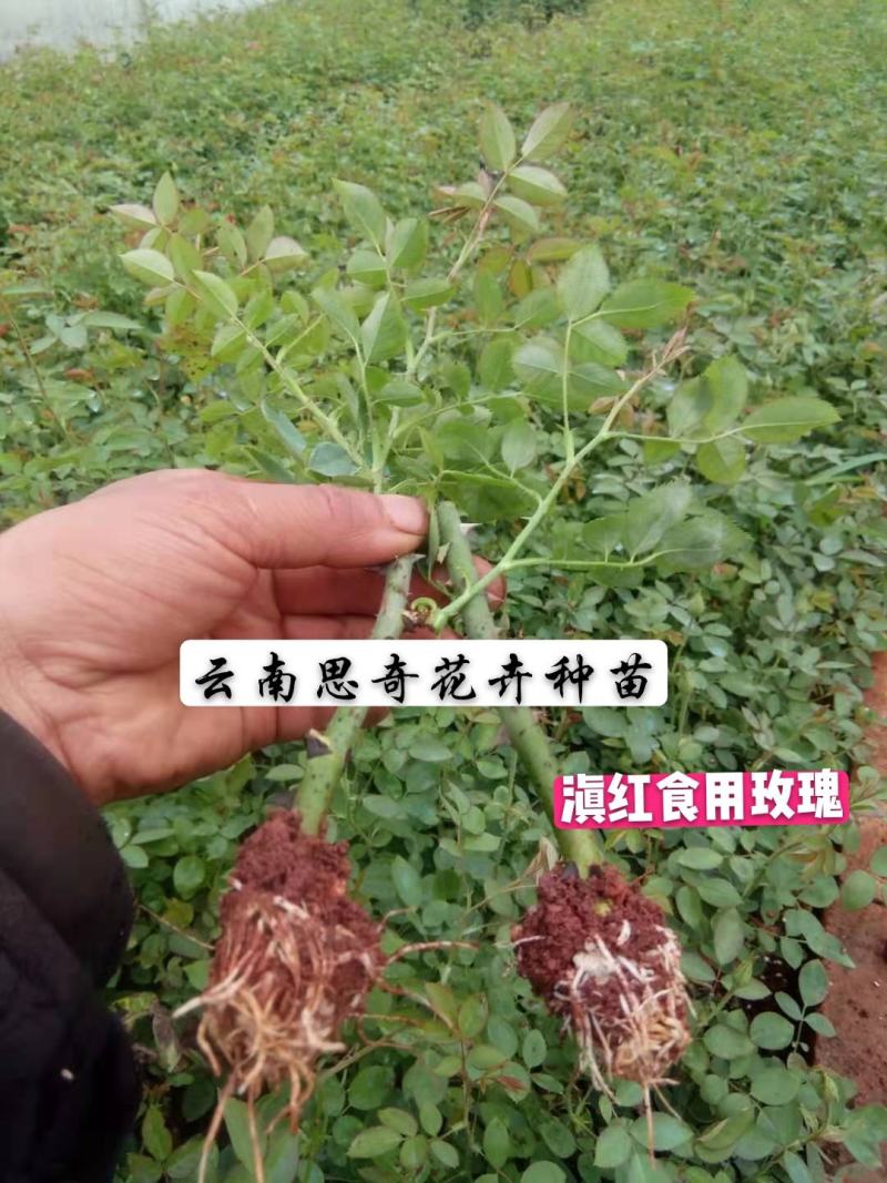 食用玫瑰苗品种有滇红墨红大马士革金边玫瑰常年供应现取现发