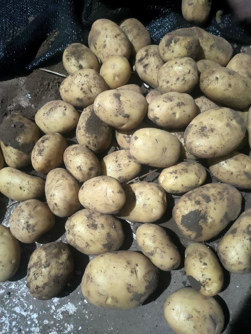 内蒙赤峰黄皮黄心土豆大量供应，供应量每天五百吨