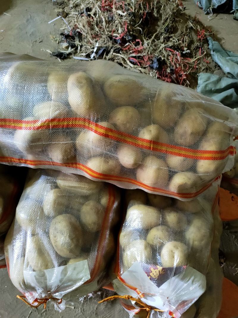 内蒙赤峰黄皮黄心土豆大量供应，供应量每天五百吨