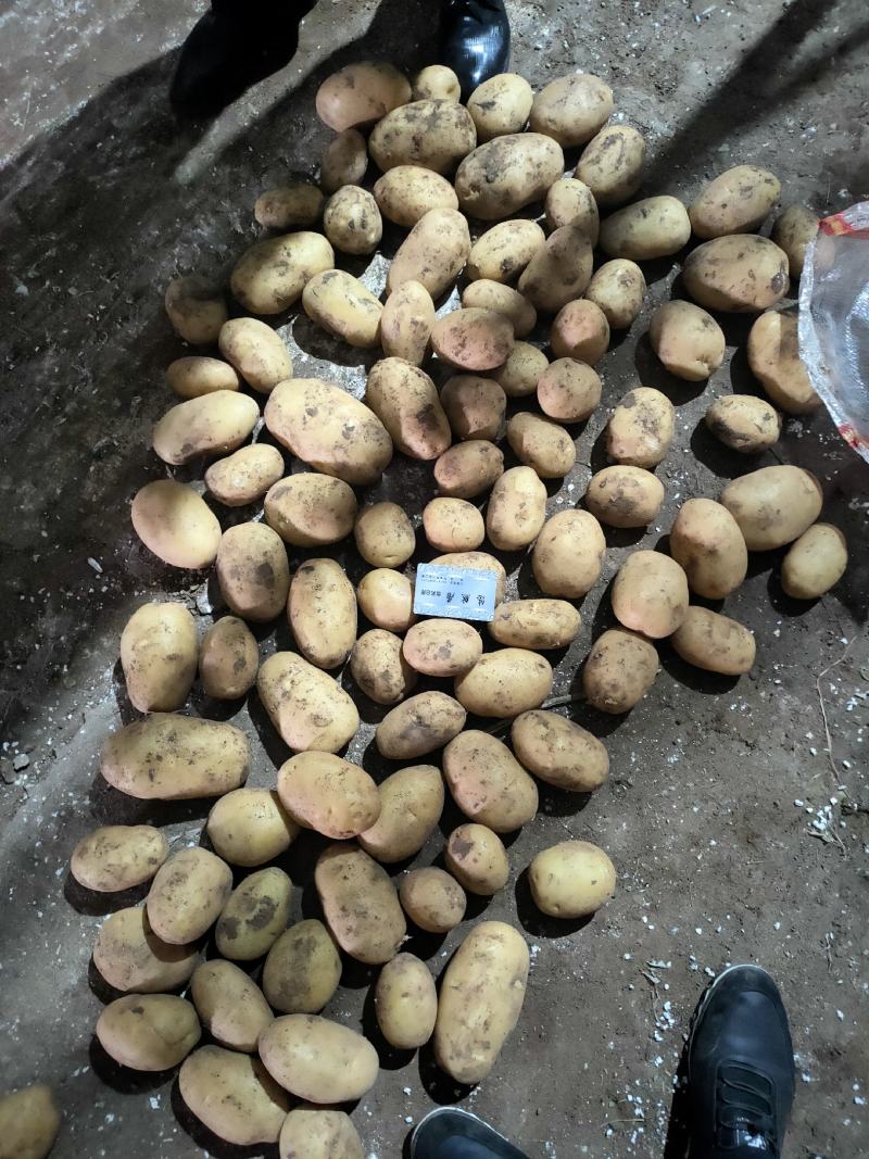 内蒙赤峰黄皮黄心土豆大量供应，供应量每天五百吨