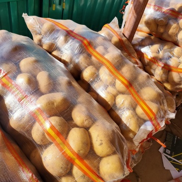 内蒙赤峰黄皮黄心土豆大量供应，供应量每天五百吨