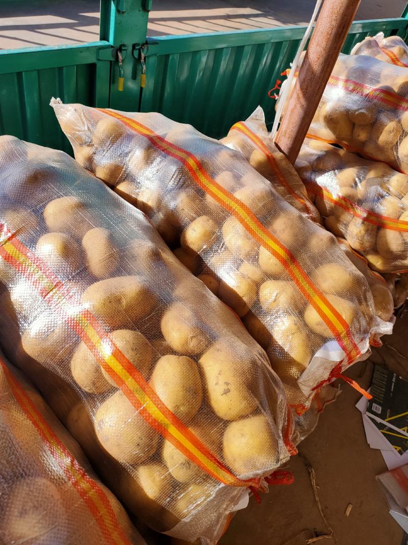 内蒙赤峰黄皮黄心土豆大量供应，供应量每天五百吨