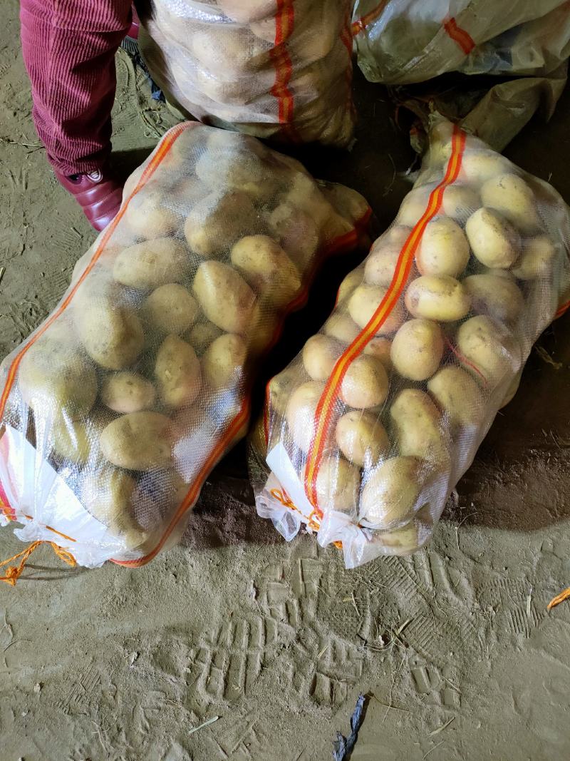 内蒙赤峰黄皮黄心土豆大量供应，供应量每天五百吨