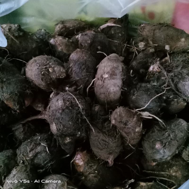 毛芋芋头毛芋头农副产品薯芋类