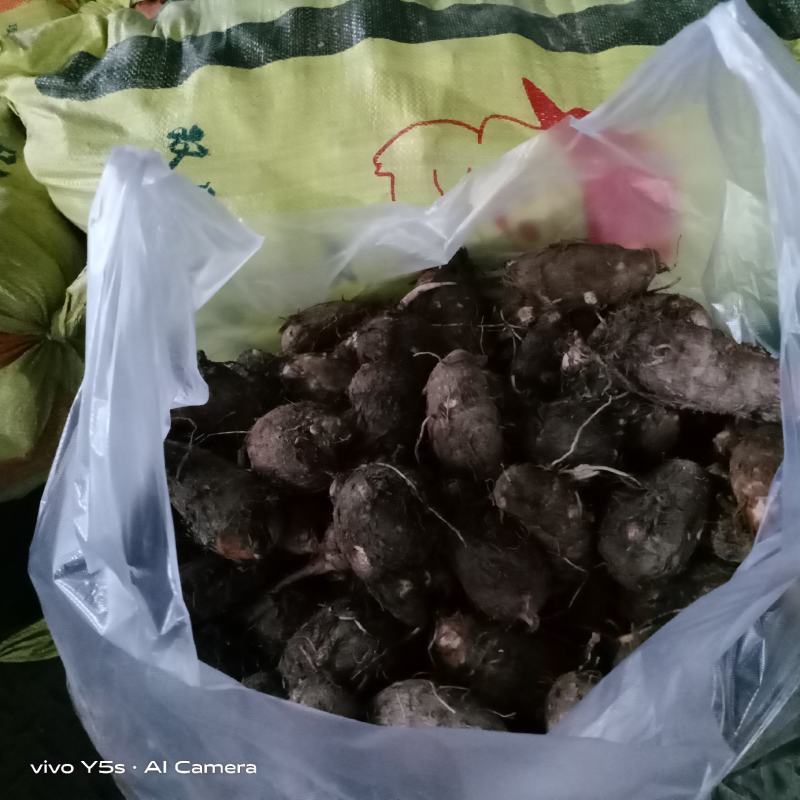 毛芋芋头毛芋头农副产品薯芋类