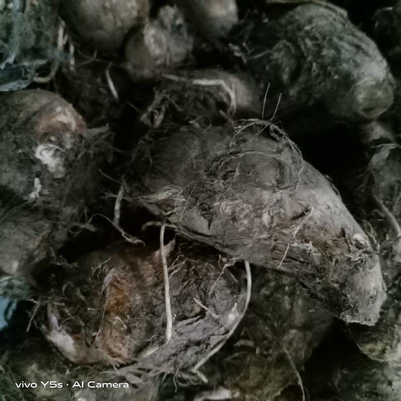 毛芋芋头毛芋头农副产品薯芋类