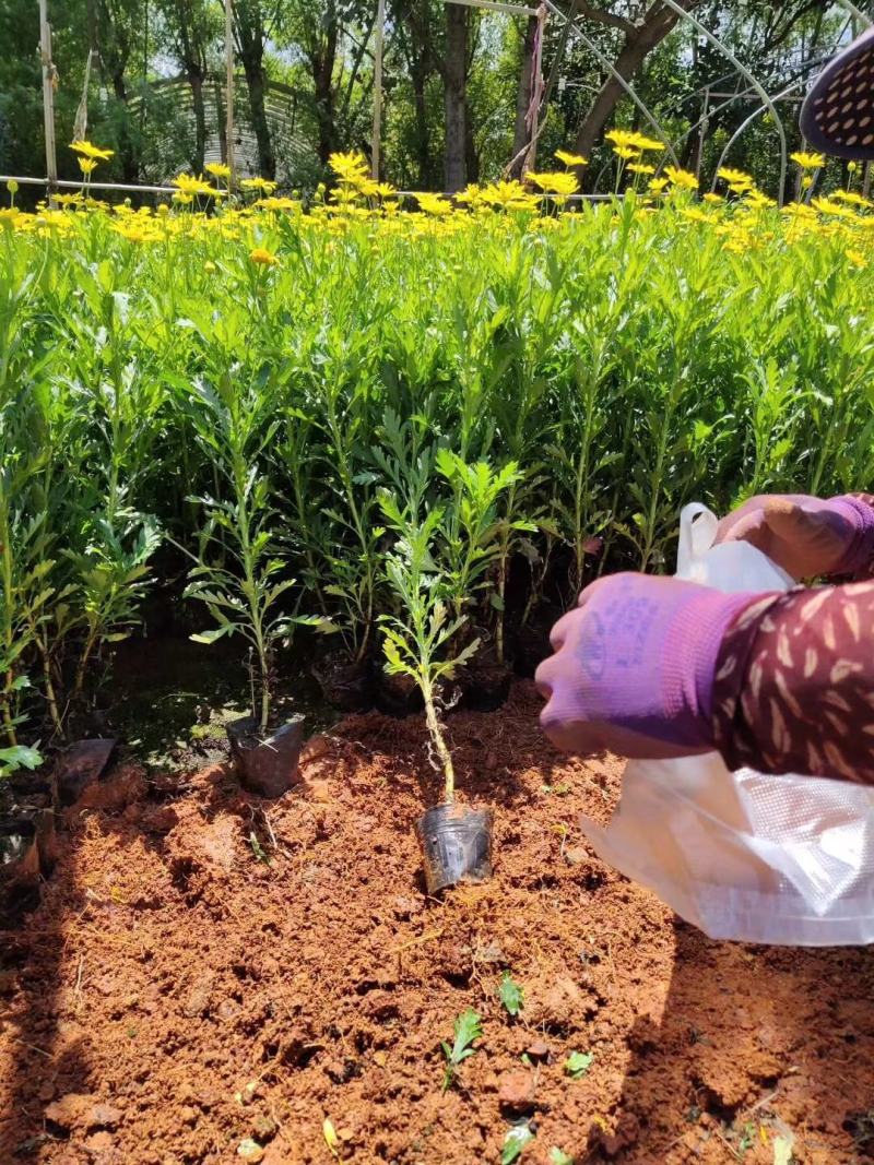 木春菊种苗带土发货袋苗工程绿化苗木批发基地直销常年供应