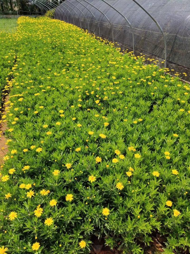 木春菊种苗带土发货袋苗工程绿化苗木批发基地直销常年供应
