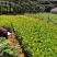 木春菊种苗带土发货袋苗工程绿化苗木批发基地直销常年供应