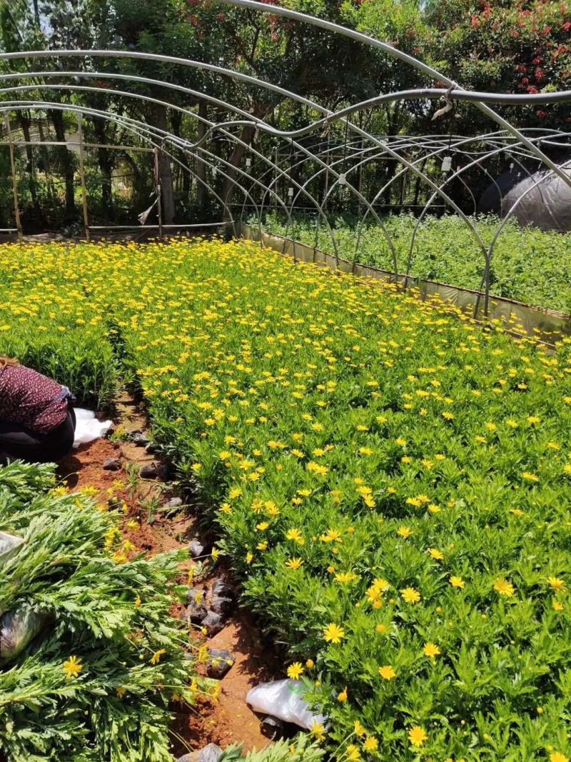 木春菊种苗带土发货袋苗工程绿化苗木批发基地直销常年供应