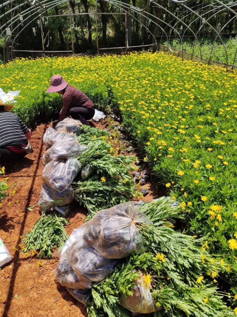 木春菊种苗带土发货袋苗工程绿化苗木批发基地直销常年供应