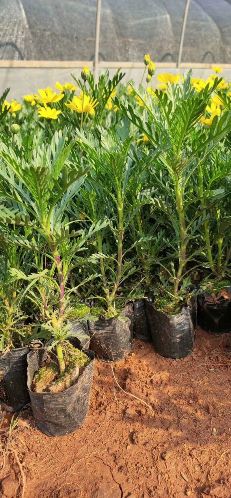 木春菊种苗带土发货袋苗工程绿化苗木批发基地直销常年供应