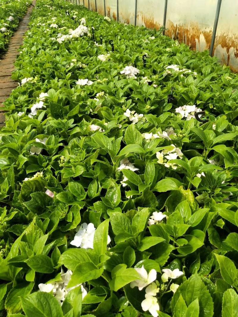 木春菊种苗带土发货袋苗工程绿化苗木批发基地直销常年供应