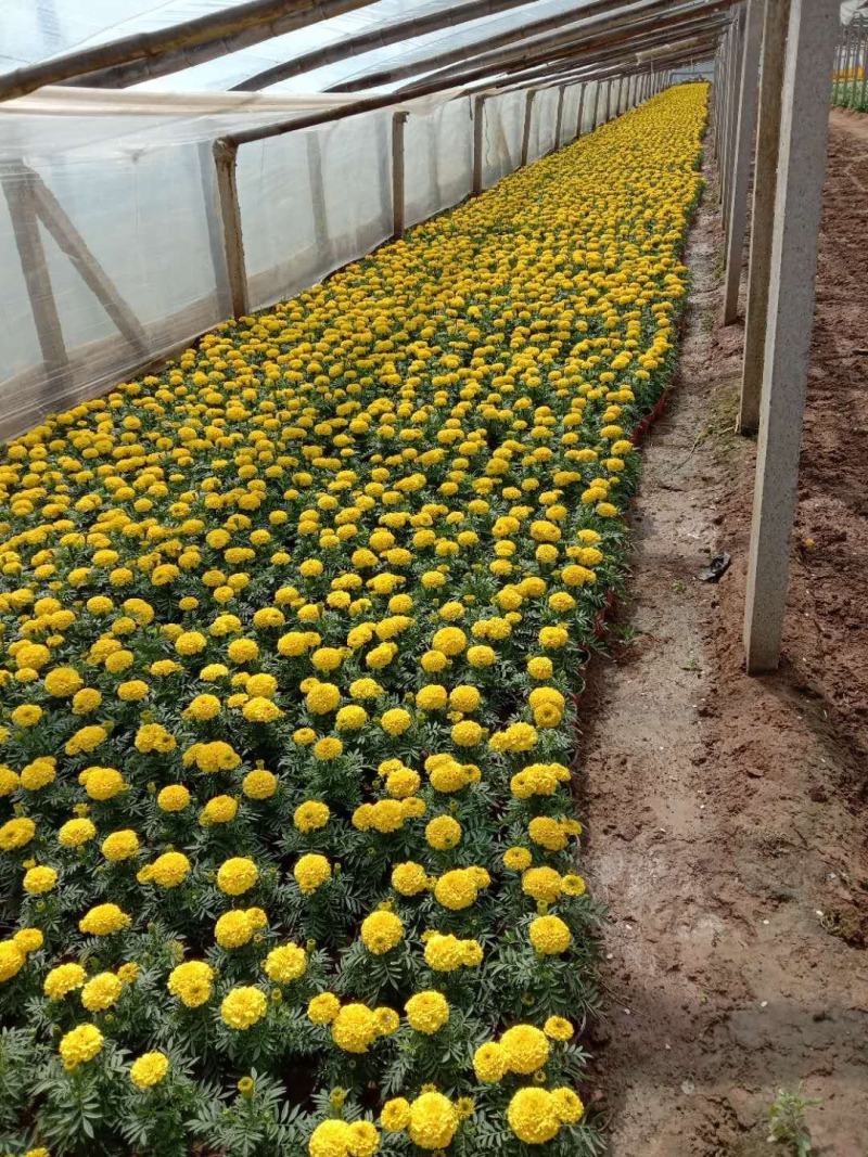木春菊种苗带土发货袋苗工程绿化苗木批发基地直销常年供应