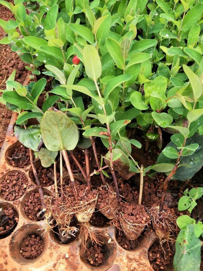 木春菊种苗带土发货袋苗工程绿化苗木批发基地直销常年供应