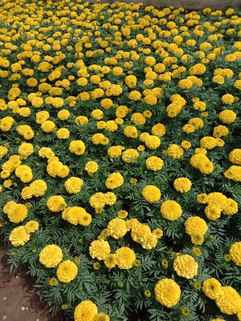木春菊种苗带土发货袋苗工程绿化苗木批发基地直销常年供应