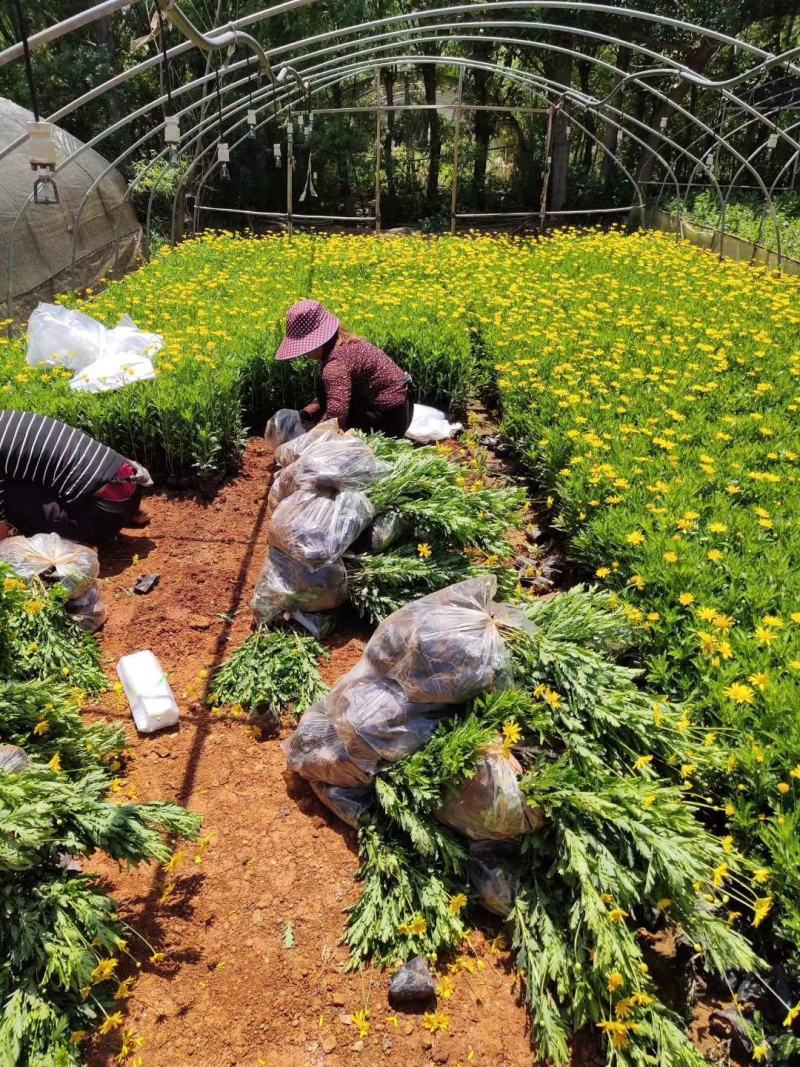 木春菊种苗带土发货袋苗工程绿化苗木批发基地直销常年供应