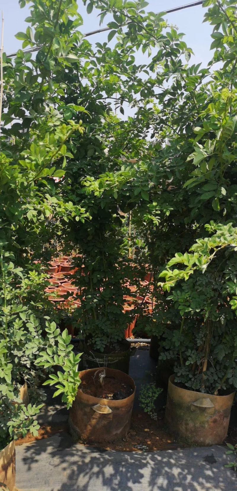 木春菊种苗带土发货袋苗工程绿化苗木批发基地直销常年供应