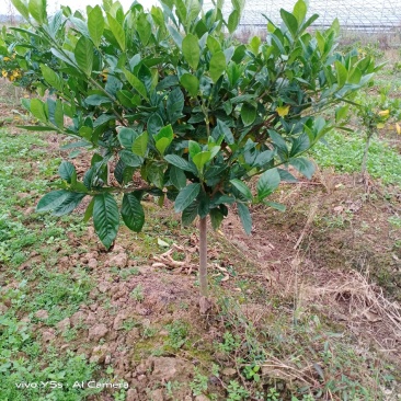 栀子花棒棒球栀子花常绿