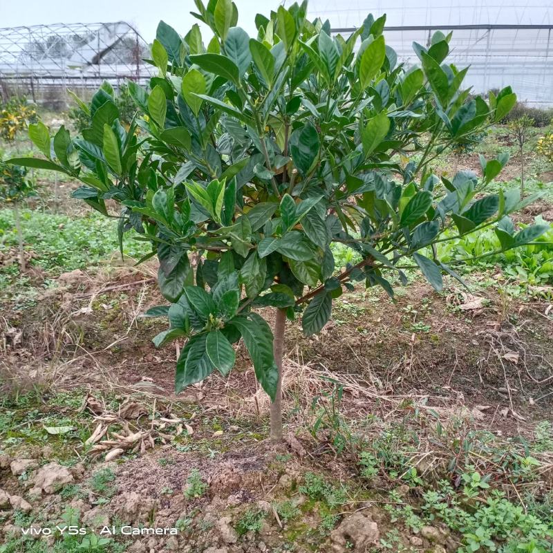 栀子花棒棒球栀子花常绿