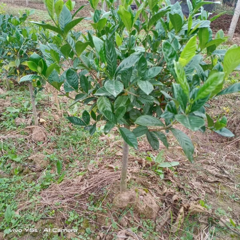栀子花棒棒球栀子花常绿