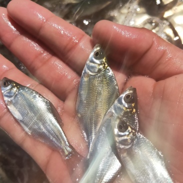 鳊鱼苗、武昌鱼苗、品种优质、产地供应、欢迎了解订购。