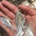 鳊鱼苗、武昌鱼苗、品种优质、产地供应、欢迎了解订购。