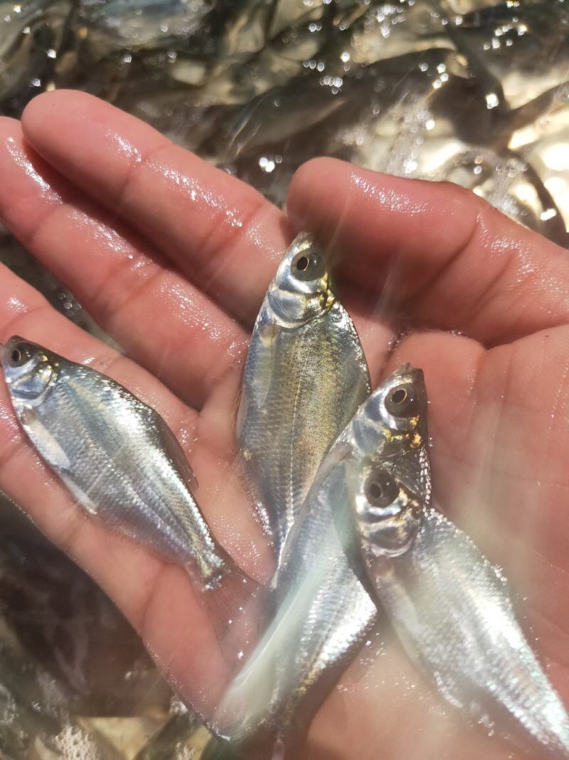 鳊鱼苗、武昌鱼苗、品种优质、产地供应、欢迎了解订购。
