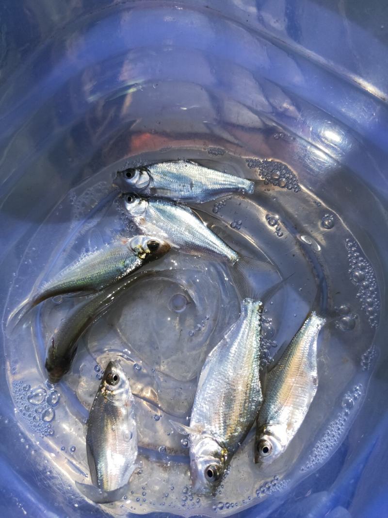 鳊鱼苗、武昌鱼苗、品种优质、产地供应、欢迎了解订购。
