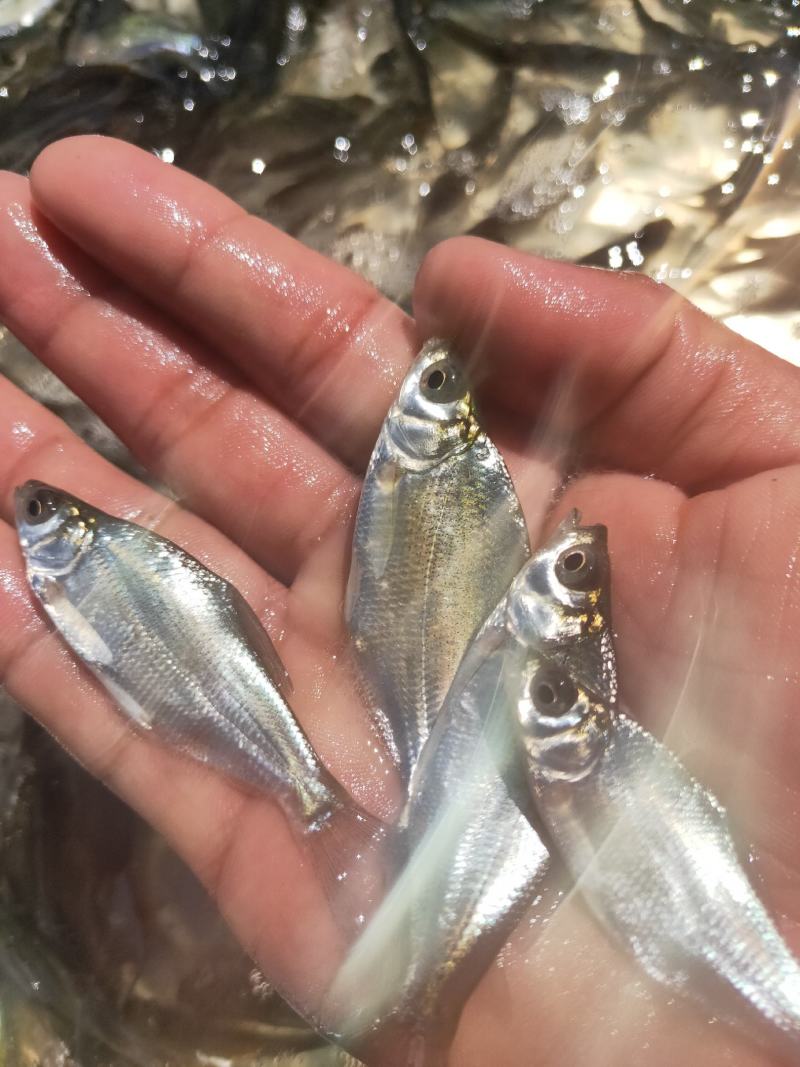 鳊鱼苗、武昌鱼苗、品种优质、产地供应、欢迎了解订购。