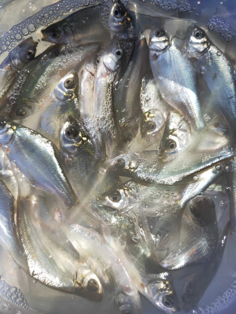 鳊鱼苗、武昌鱼苗、品种优质、产地供应、欢迎了解订购。