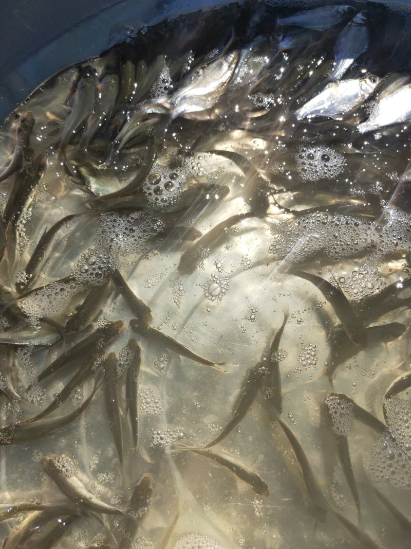鳊鱼苗、武昌鱼苗、品种优质、产地供应、欢迎了解订购。