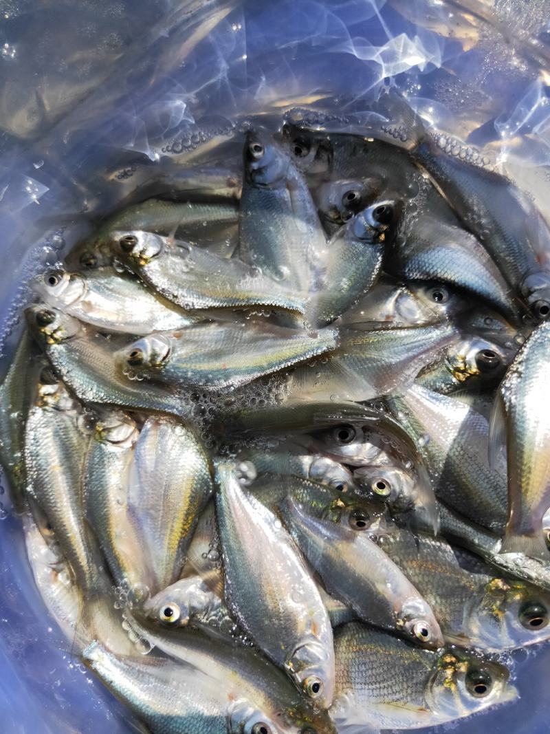 鳊鱼苗、武昌鱼苗、品种优质、产地供应、欢迎了解订购。