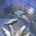 鳊鱼苗、武昌鱼苗、品种优质、产地供应、欢迎了解订购。