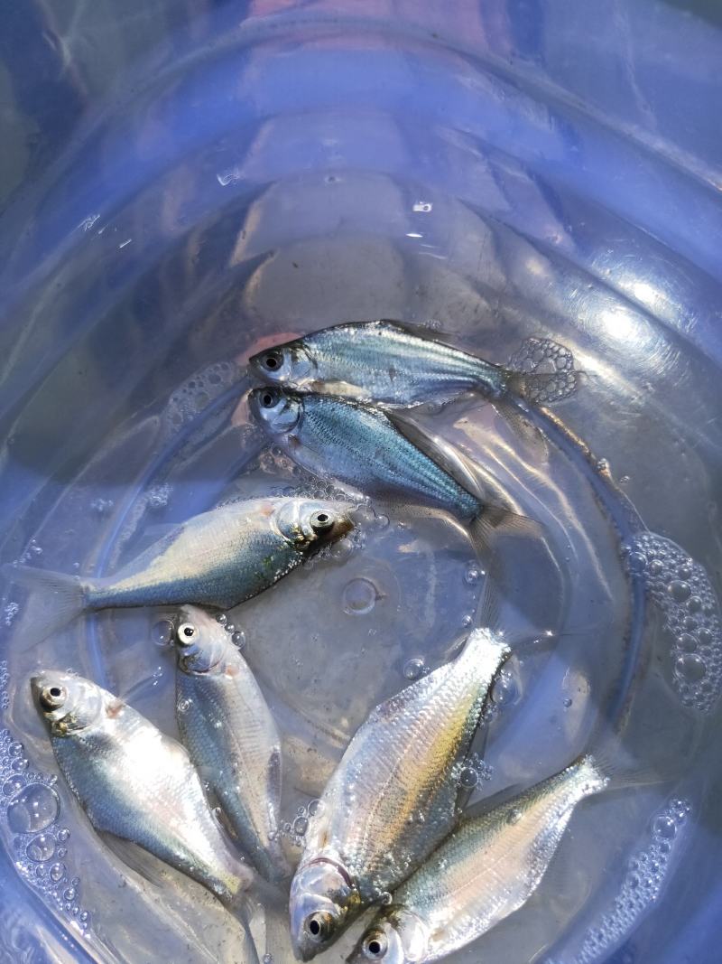 鳊鱼苗、武昌鱼苗、品种优质、产地供应、欢迎了解订购。