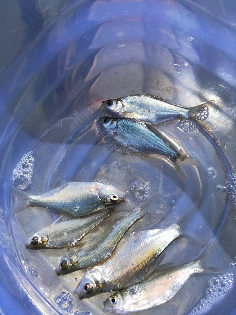 鳊鱼苗、武昌鱼苗、品种优质、产地供应、欢迎了解订购。