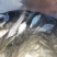鳊鱼苗、武昌鱼苗、品种优质、产地供应、欢迎了解订购。