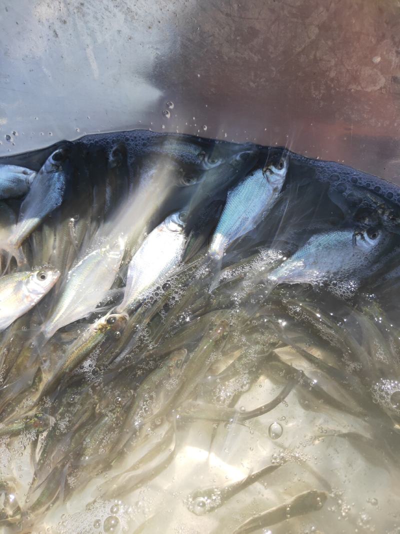 鳊鱼苗、武昌鱼苗、品种优质、产地供应、欢迎了解订购。
