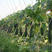 黑皮冬瓜种子，产量高，抗病强，结的多，长圆柱型