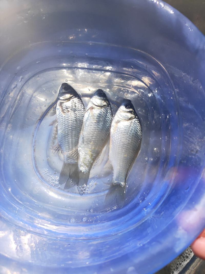 鲫鱼苗高配鲫鱼苗、快大型品种鱼苗、产地直销、欢迎了解订购